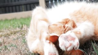 Relaxation Mode: Cat Enjoying a Peaceful Sway"