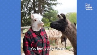 FUNNIEST Cats and Dogs ???? _ February 2024