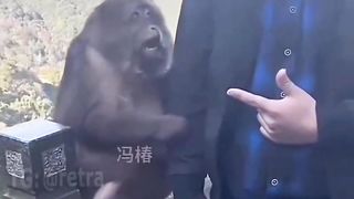 The monkey was upset because she couldn't scare the guys