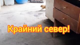 Ооо, Афоня прибежал перекусить!