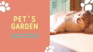 Funny cat