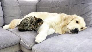 Amazing Love Between Golden Retriever and Cute Cat