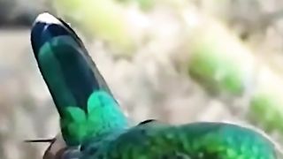 A proximidade de um beija-flor é considerada boa sorte