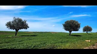 the amazing nature