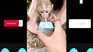 Animal Cut Fanny Vidéo 2024