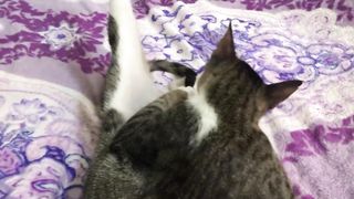 THE ULTIMATE CAT BELLY TRAP
