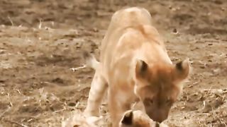 cute cute lion cub