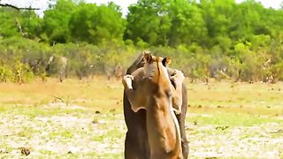 Elephant calf attacked by hungry lioness