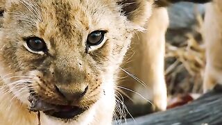 Lion cub learns to eat