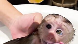 Baby Monkey Take a Shower: Adorable Bath Time Fun!