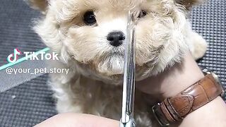 Welcome to the Ultimate Guide to Haircuts for Cute Dogs!
