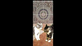 Friends cat animal febspot