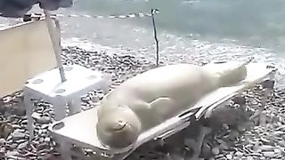 This Mediterranean Monk Seal relaxing in the early morning on Samos Island in Greece.
