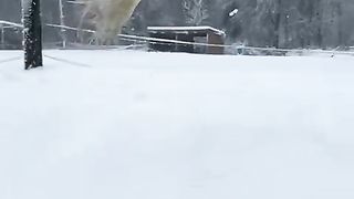 A white peacock flying in the snow ✨