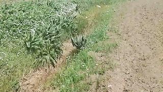 Nature in algeria
