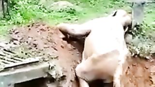 A village in India Rescue Elephant Using Excavator…. And It Wave Back to Thanks