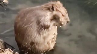 Morning Bath