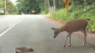 Fawn mom helps her terrified puppy in the middle of the road