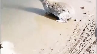 Only today I realized rabbits can and do swim