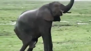 Elephant gives birth in the Masai Mara reserve in Kenya