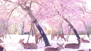 Blossom trees and Fawn in Nara, Japan