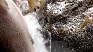 Cooking fish