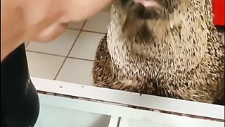 SENIOR PUMBA