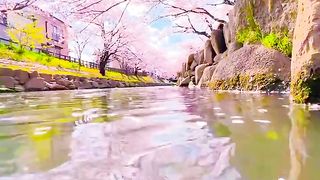 Japan is incredibly beautiful in spring when the Cherry Blossoms are in full bloom