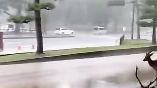 Guess what happened in Nara during a downpour