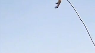 impressive dog