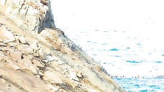 The walrus fell from a high cliff