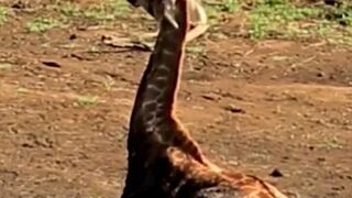 A giraffe stuck in the mud lives