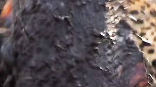 Cheetahs are good at catching fish