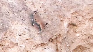 A baby goat is trapped in a wolf's chase
