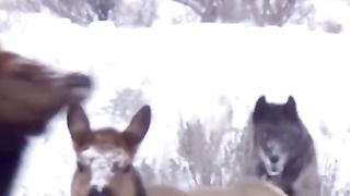 Wolves hunt in snowfall