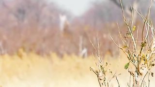 Lioness catches buffalo