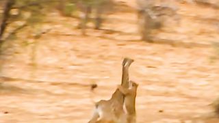 The poor giraffe was attacked by a lion