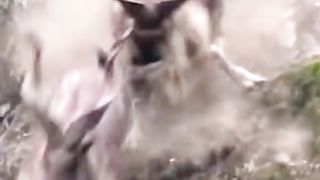 mountain goats fight