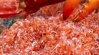 Crabs give birth to thousands of children