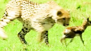 Cheetahs prey on small deer