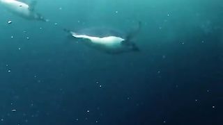 Orca whale chasing penguins