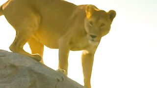 The lion cub is attacked by an owl, the lion mother defends it