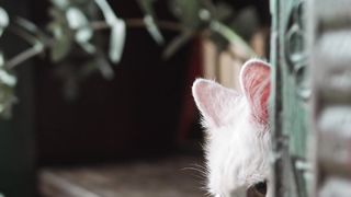 Curious Cat Peeking Out: Adorable Feline Moments