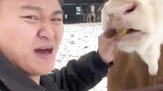Funny animal