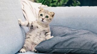 Funny cat