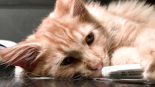 Serenity in Fur: Relaxing Moments of a Contented Cat