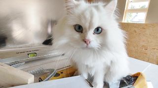 Мой помошничек