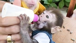 2 Monkeys Drink Milk"