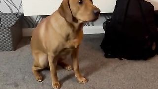 Honest Dog Spits Out Spring Roll