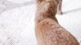 Whirlwind Whiskers: Cat's Spinning Adventure on White Carpet